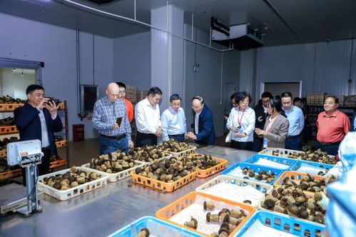 以菌為媒，共繪藍(lán)圖 2025國際黑牛肝菌技術(shù)創(chuàng)新大會在西雙版納成功舉辦